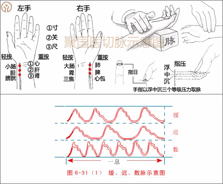 High-definition pulse diagnosis and meridian charts in Traditional Chinese Medicine